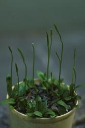 Ophioglossum petiolatum. Mature plants growing in cultivation showing fertile and sterile laminae.
 Image: P.J. Brownsey © Pat Brownsey 1979 CC BY-NC 3.0 NZ